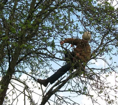 Tree Trimming in Redmond Or